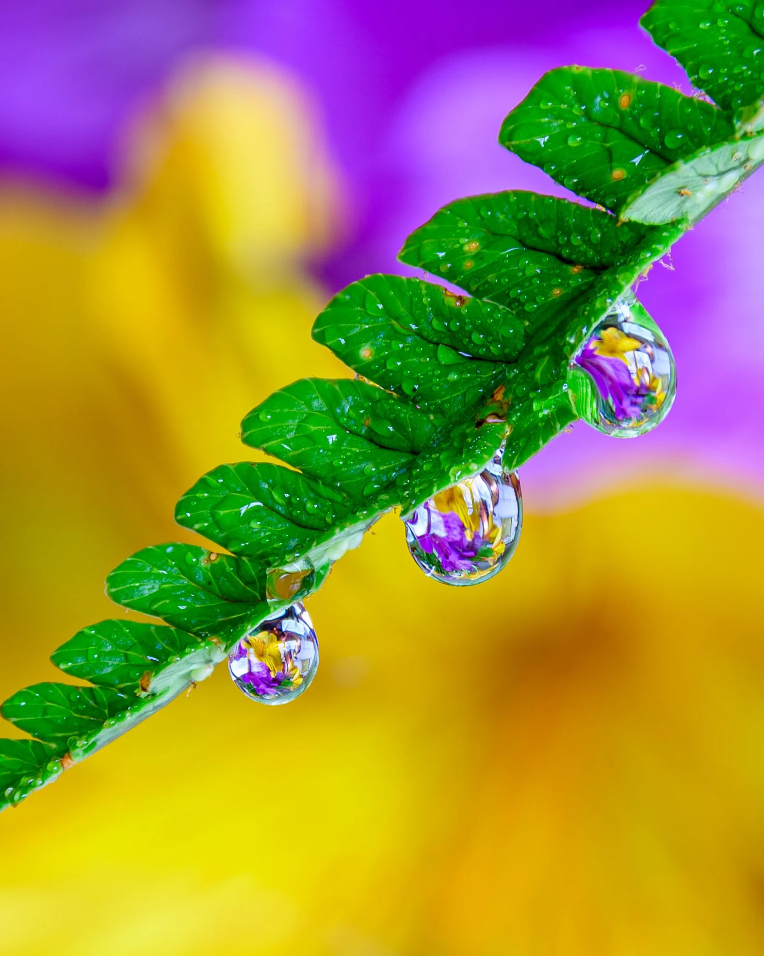 "Prisms of a Leaf" | Intimate Nature (2021)
