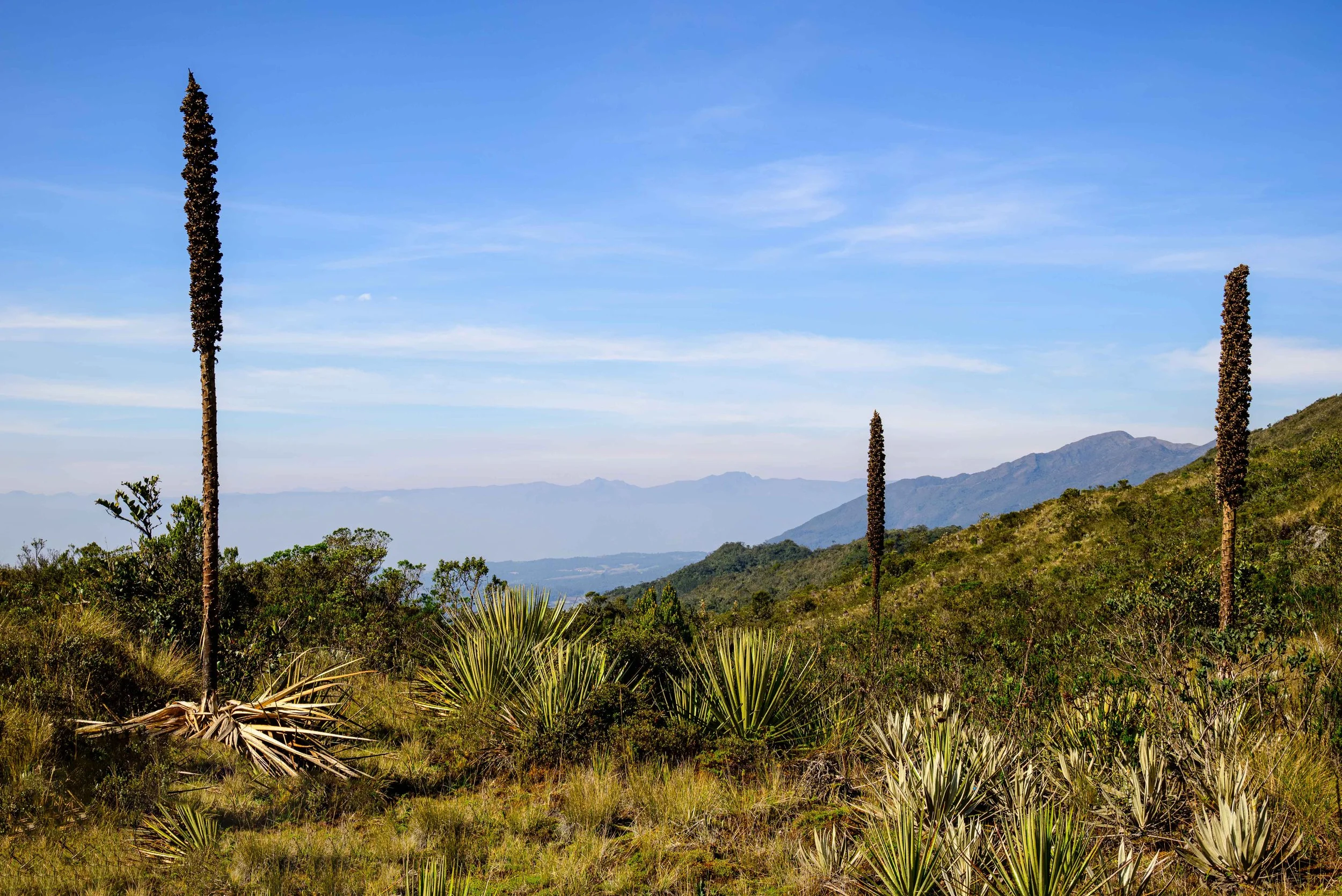 "Sentinels of the Sky" | Parque Ecológico Matarredonda, Colombia (2024)