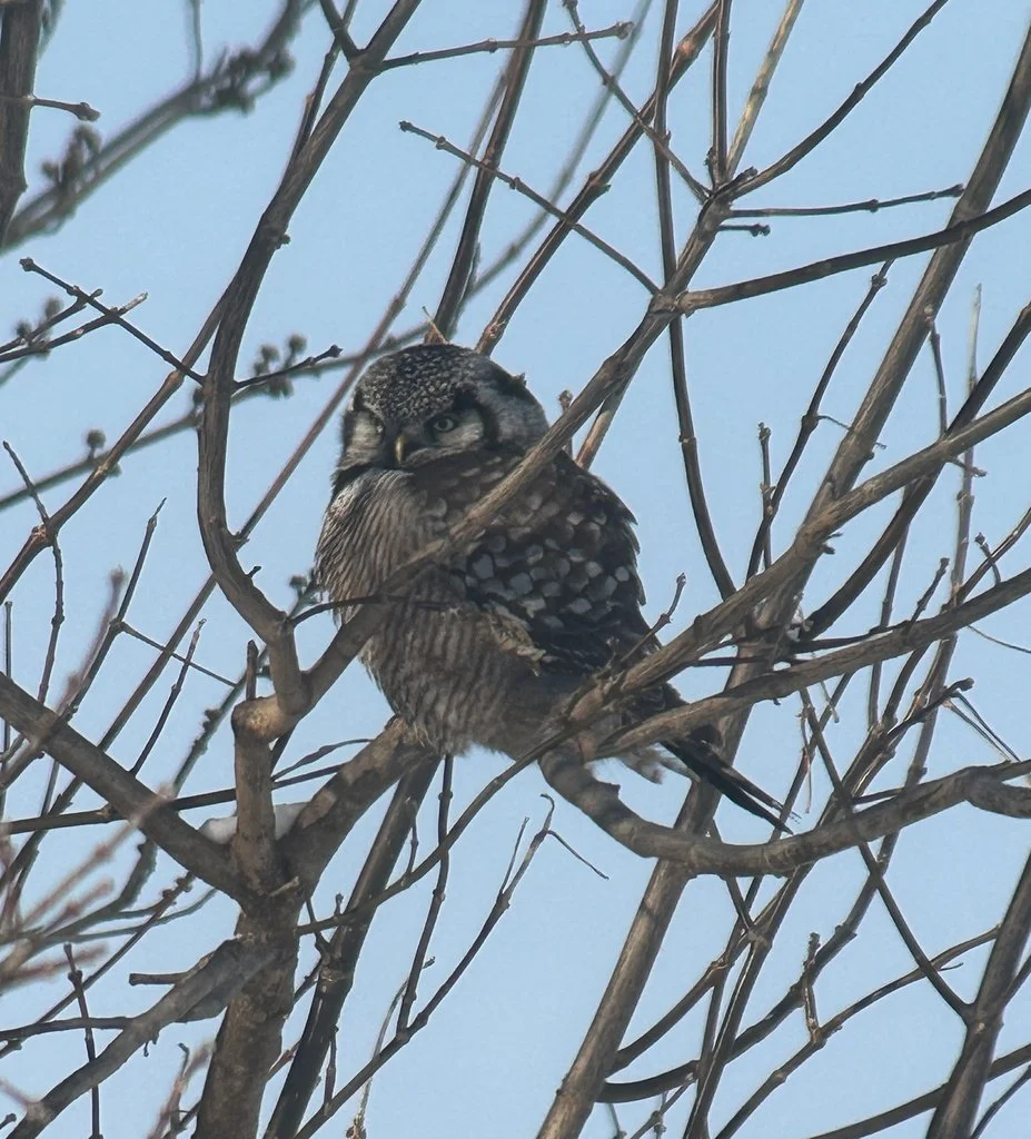 A small owl perched among leafless tree branches against a blue sky.