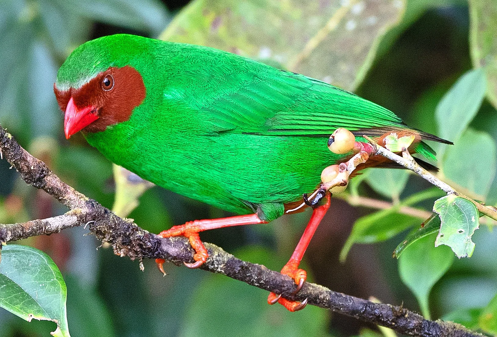 Colombia: Amazon to the Andes
