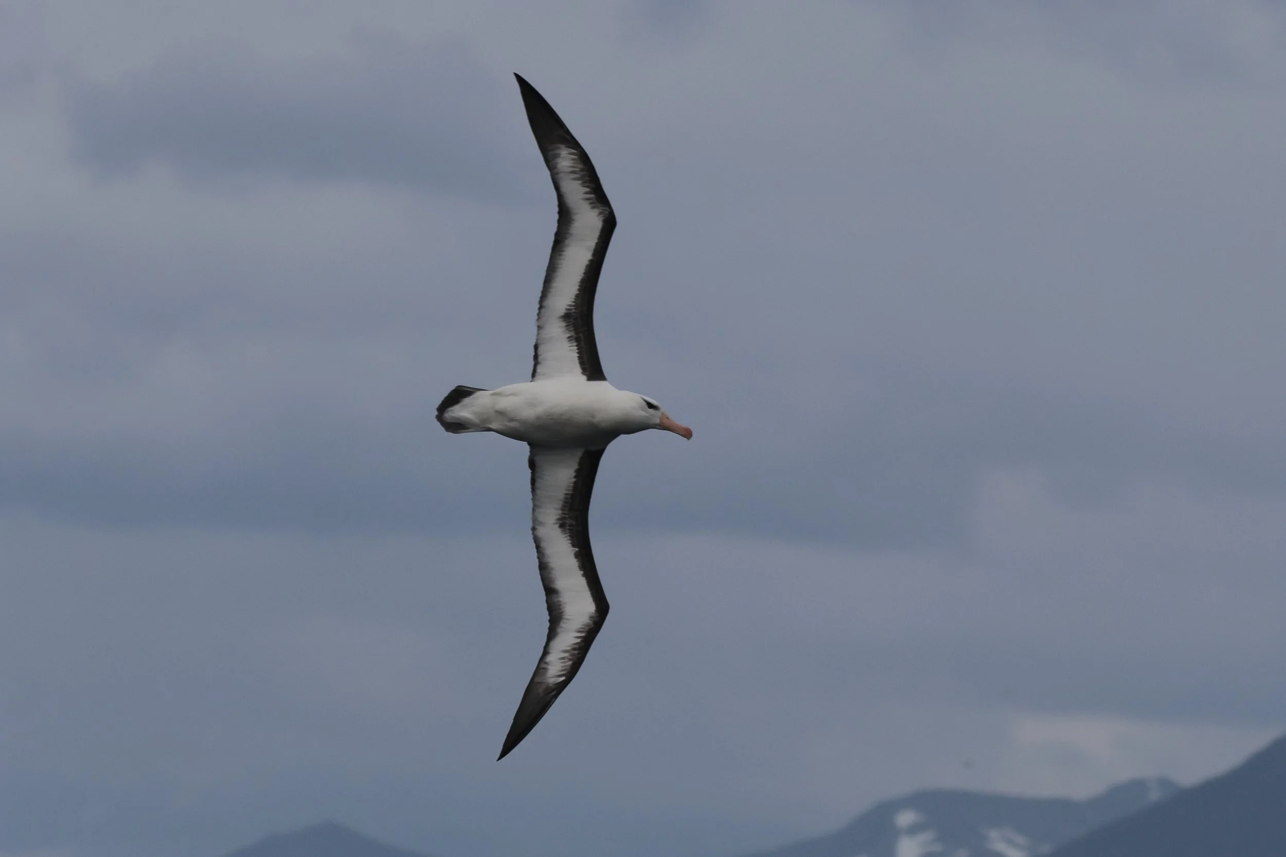 Argentina 2025 Tour - The Pampas and Patagonia - Field Report