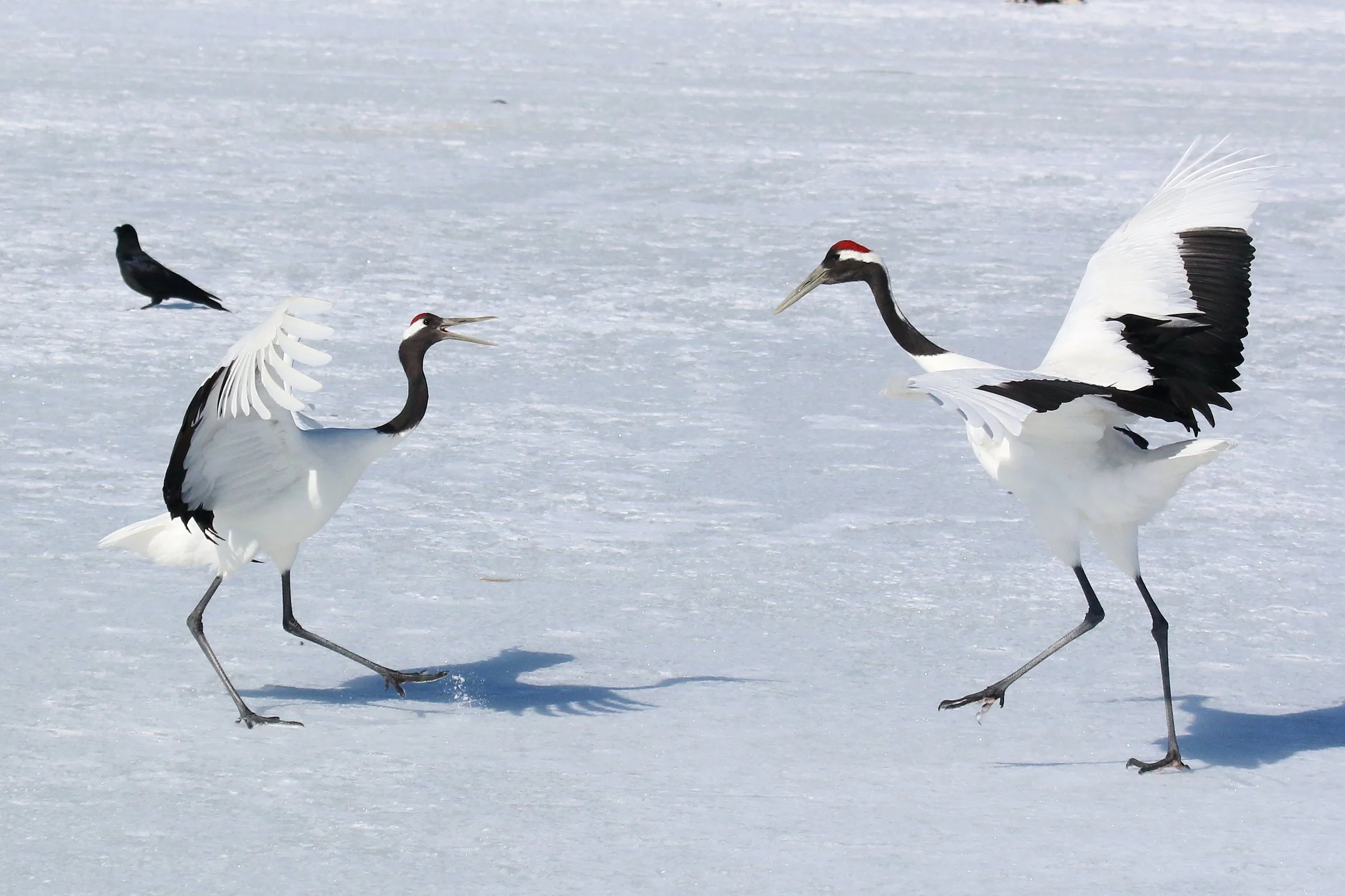 Japan’s Avian Spectacles &amp; Culture