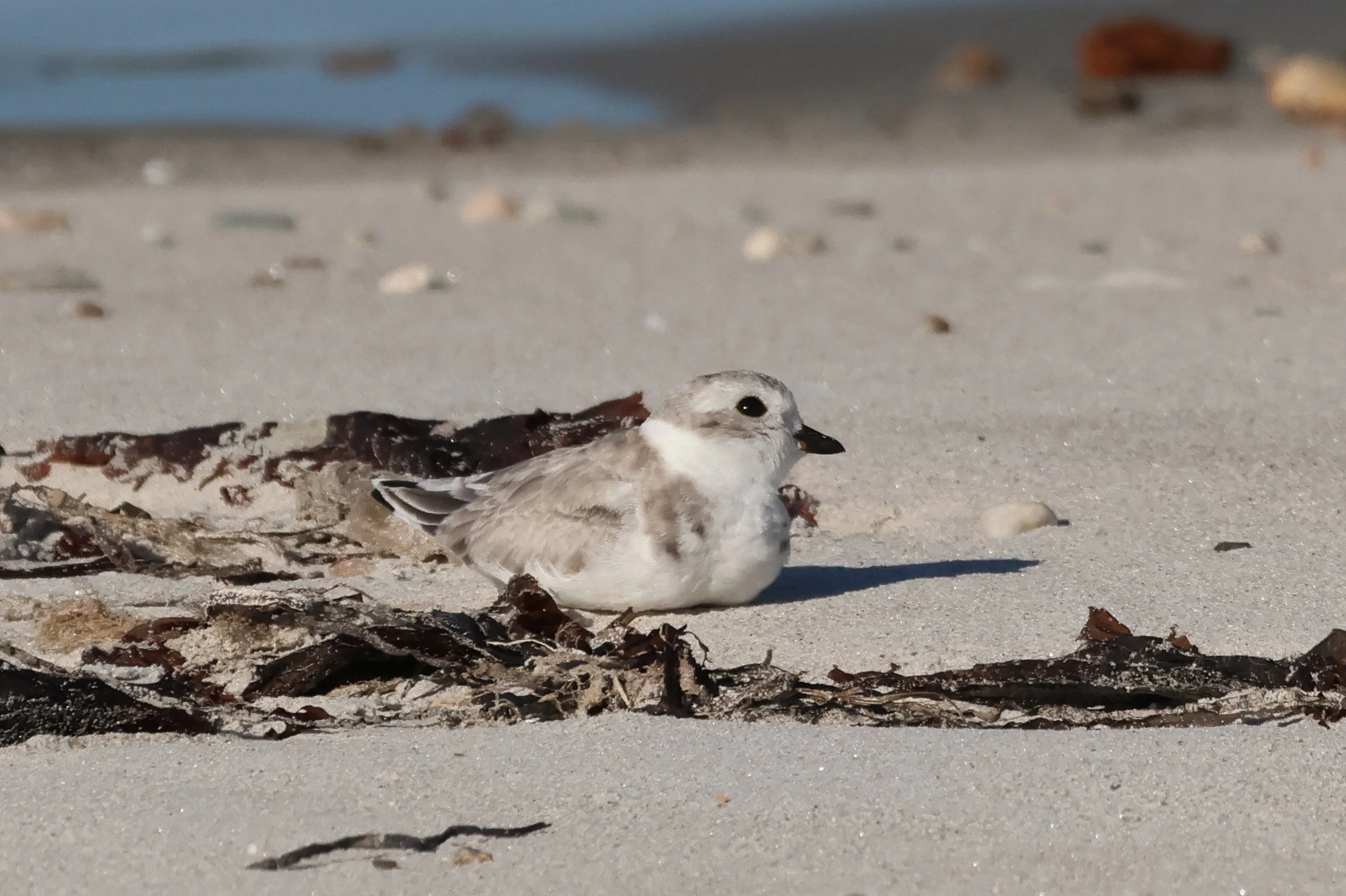 Plum Island Spring Migration Delights