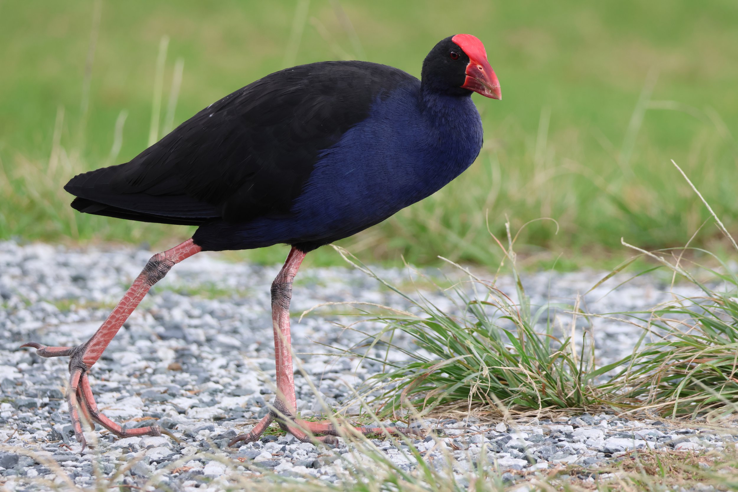 New Zealand 2026 Tour - From Kiwis to Keas - Field Report