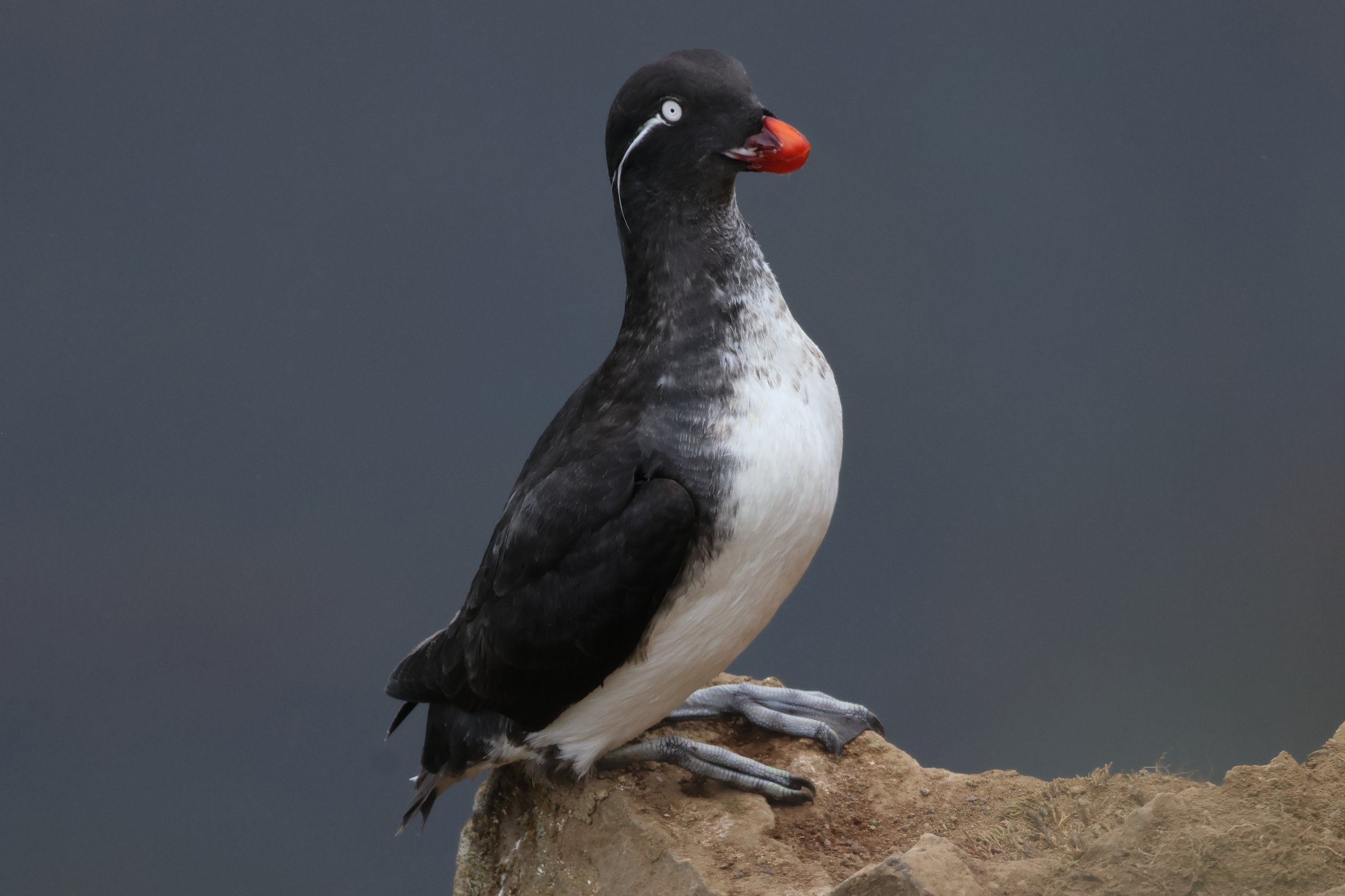 Ultimate Alaska Birding Adventure