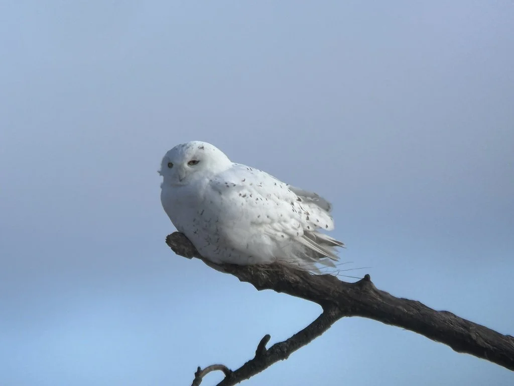 A snowy owl perched on a thin, dark tree branch against a clear light blue sky.