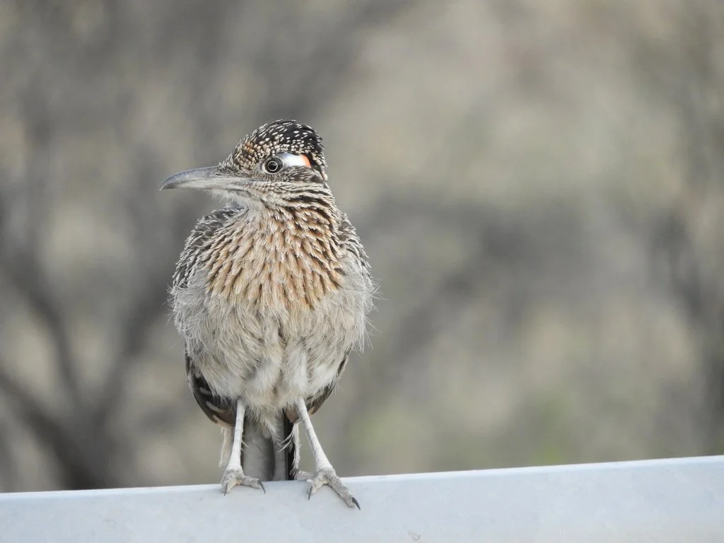 A bird with a long beak, black and white patterned head, and brown and beige feathers perched on a white surface with a blurred neutral background.