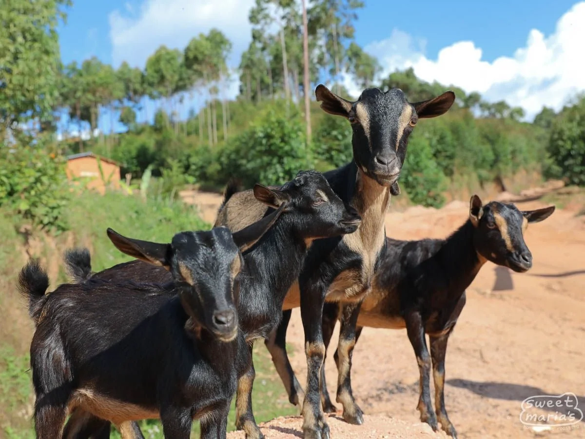 burundi-sweet-marias-migoti-murambi-1.jpg