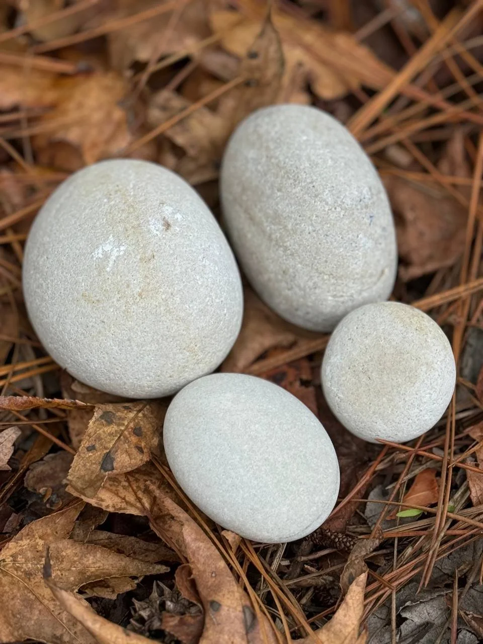 Four smooth, white eggs on brown, fallen leaves and pine needles.