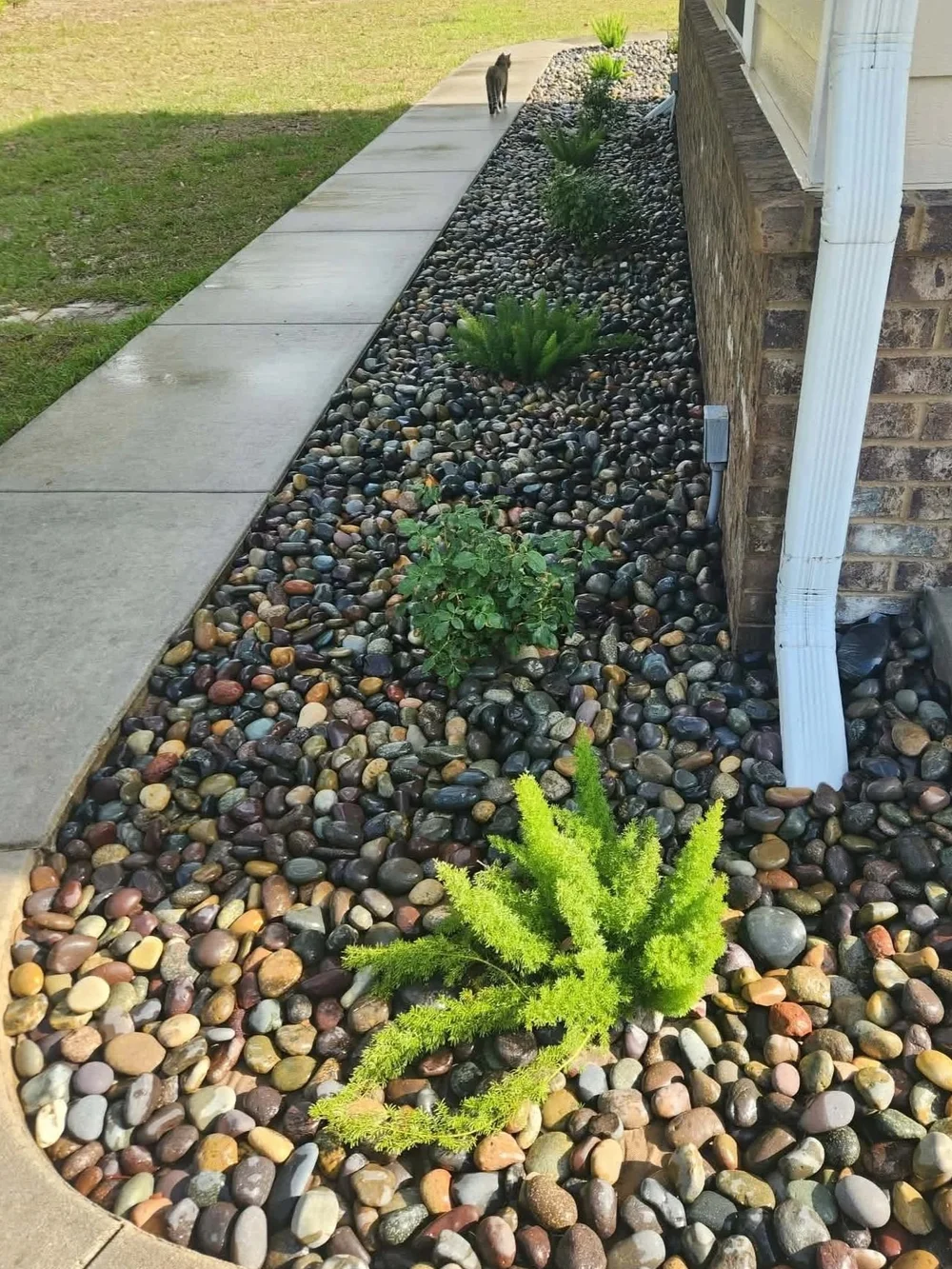 Mixed Mexican beach pebbles installed beside a sidewalk, foundation, downspout, and ornamental plants