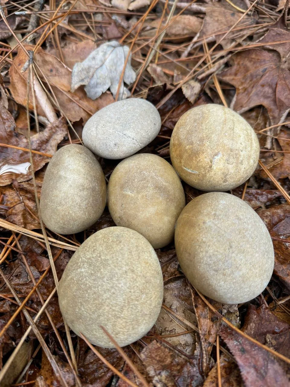 Six rocks on a bed of dried leaves and pine needles.