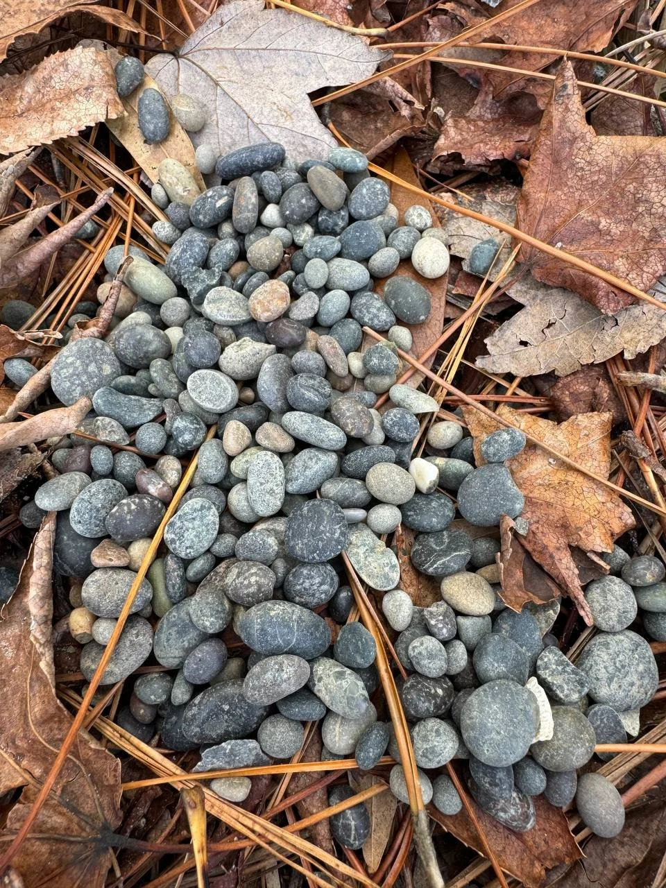 A collection of small, smooth, gray and black river stones on a bed of dry brown leaves and pine needles.