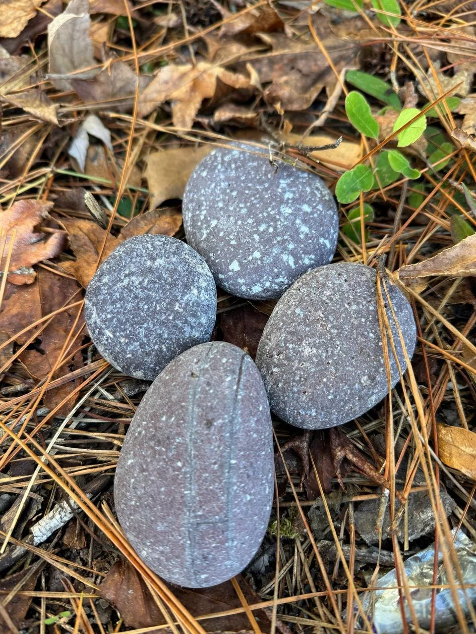 Four smooth, rounded rocks with speckled gray and white surfaces on a forest floor among brown leaves, pine needles, and small green plants.