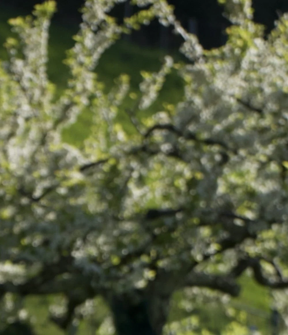 Arbre en fleurs avec branches et feuilles en arrière-plan.