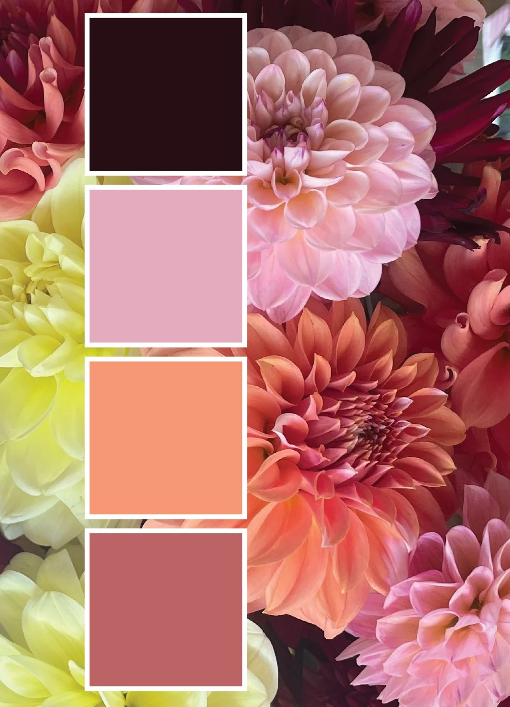 Dahlias Color Scheme