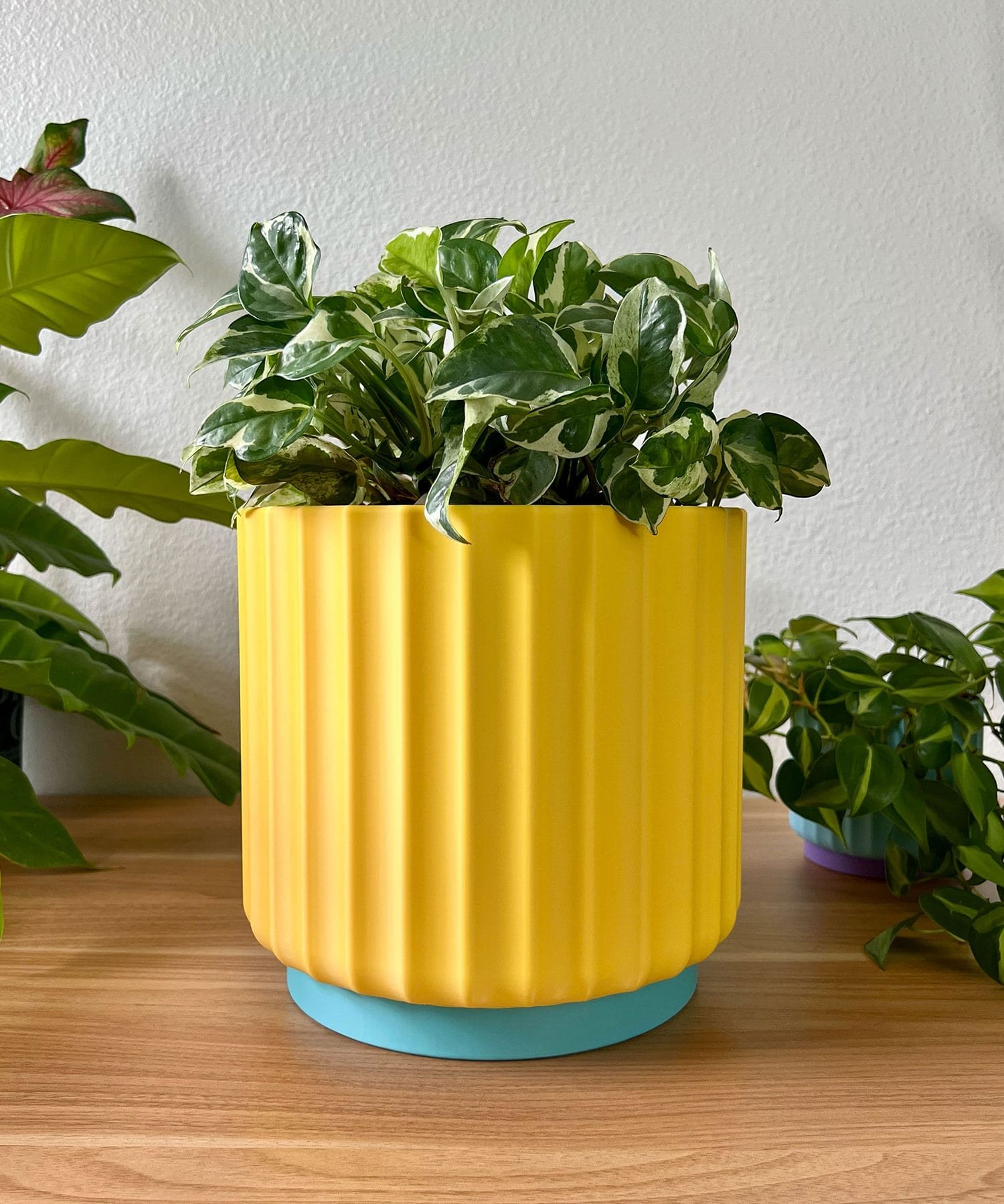 large 8 inch sunny yellow planter sitting on a wood table against a cream colored wall with a green and white vine plant.