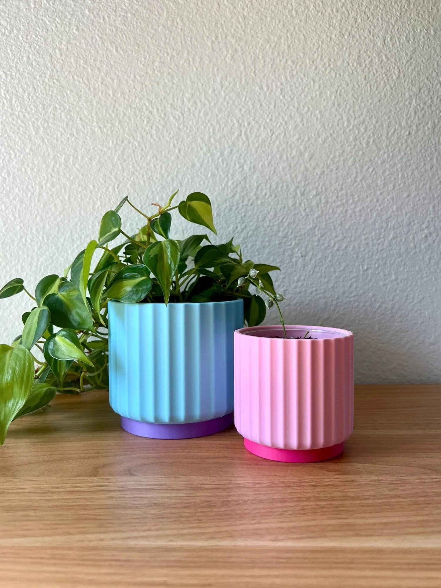 color pop blue and pink planters with trailing plants on a wood desk