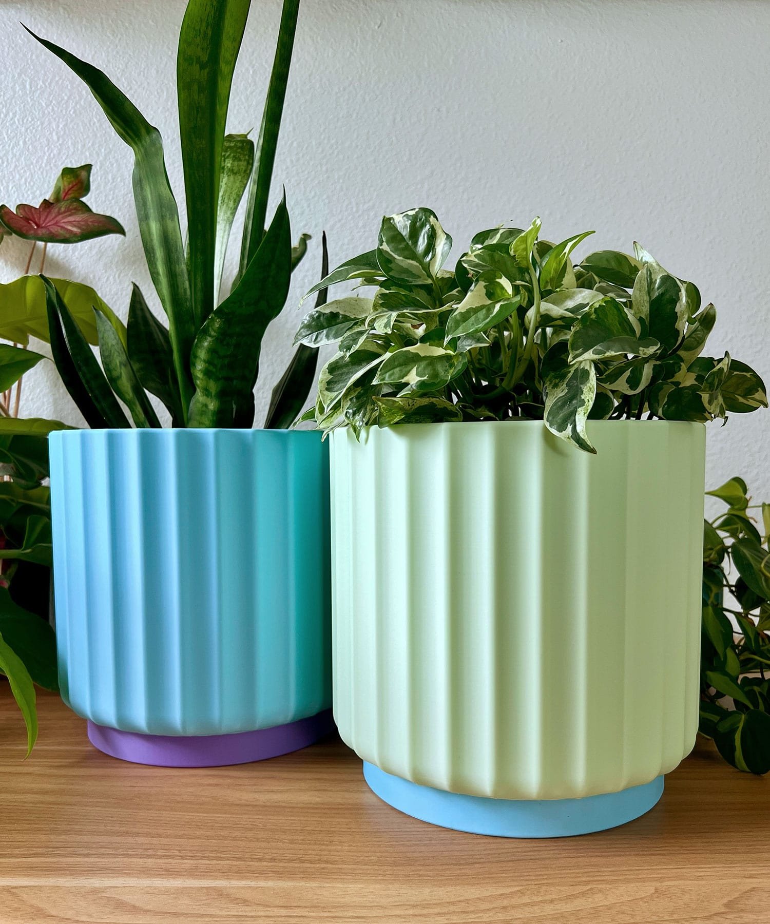 large colorful 8 inch planters in light blue with a snake plant and light green with a vine plant.