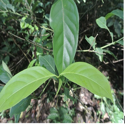 Screenshot 2025-07-17 at 4.21.43 PM.png