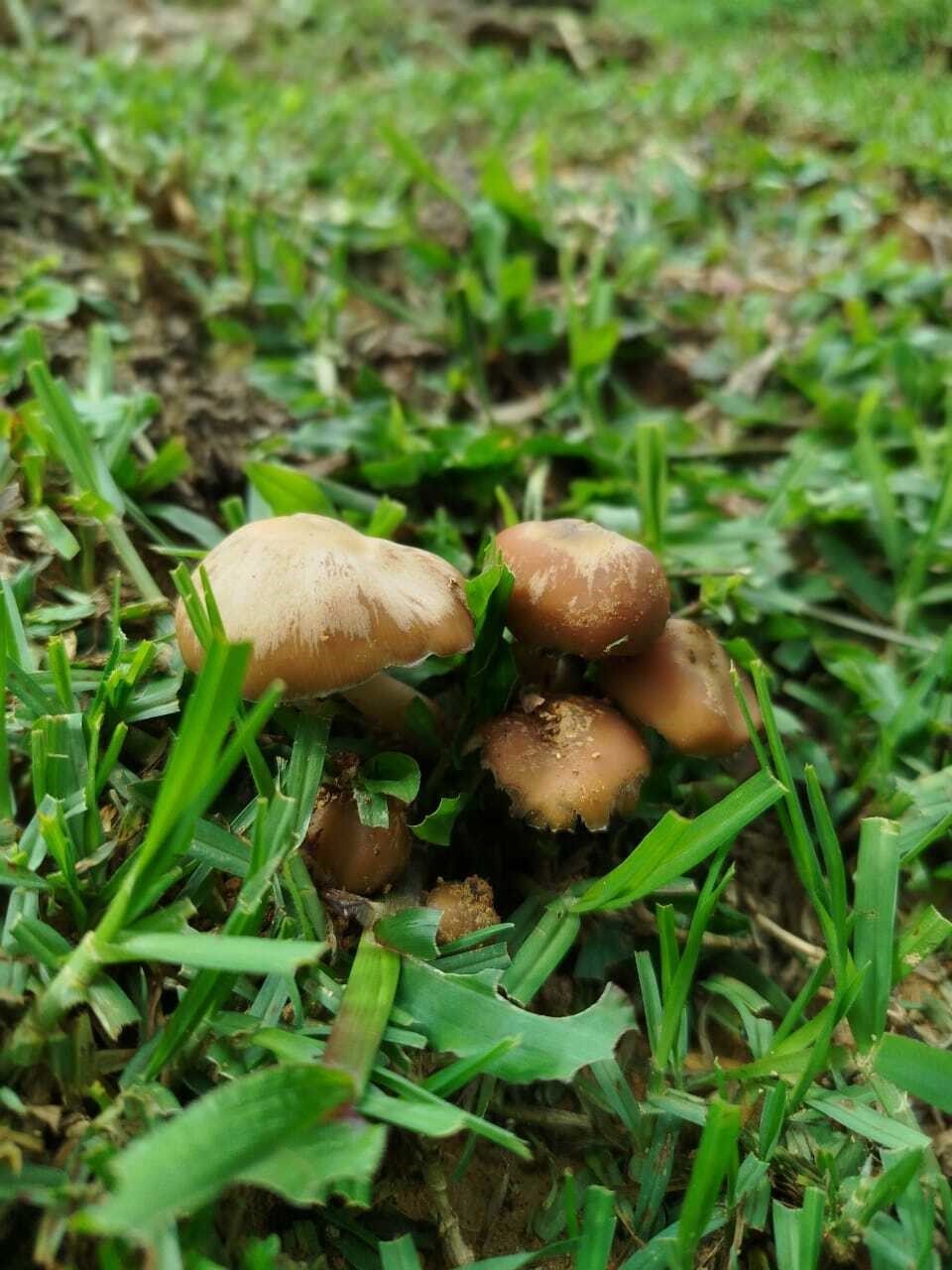 Photograph1 Psilocybe caerulescens.jpg
