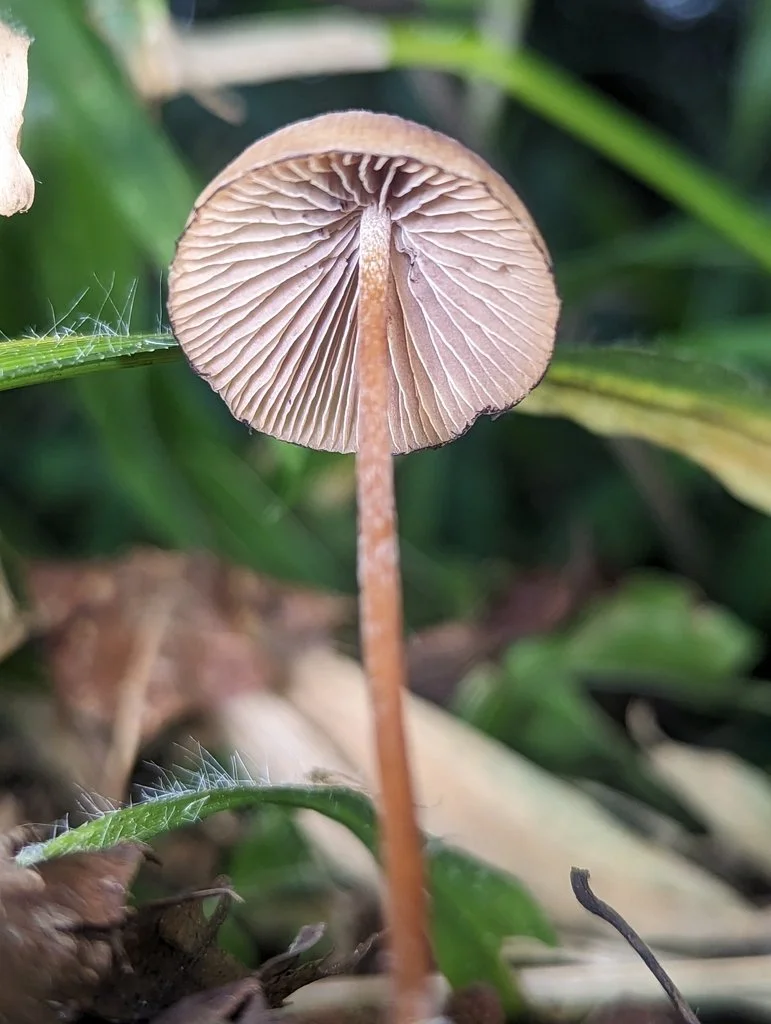4.1 Psilocybe mexicana 1.jpeg