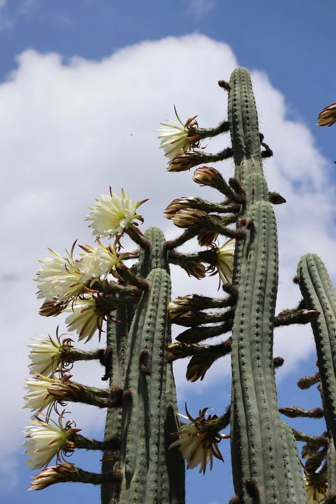 1.2TRICHOCEREUS PACHANOI ECUADOR.jpg