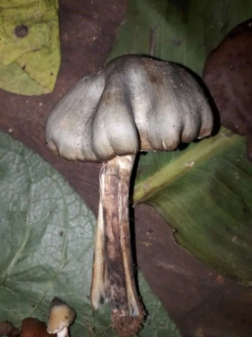 Photograph2. Psilocybe caerulescens.jpg