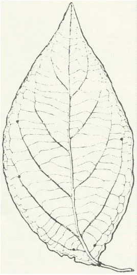 Banisteriopsis Caapi.jpg