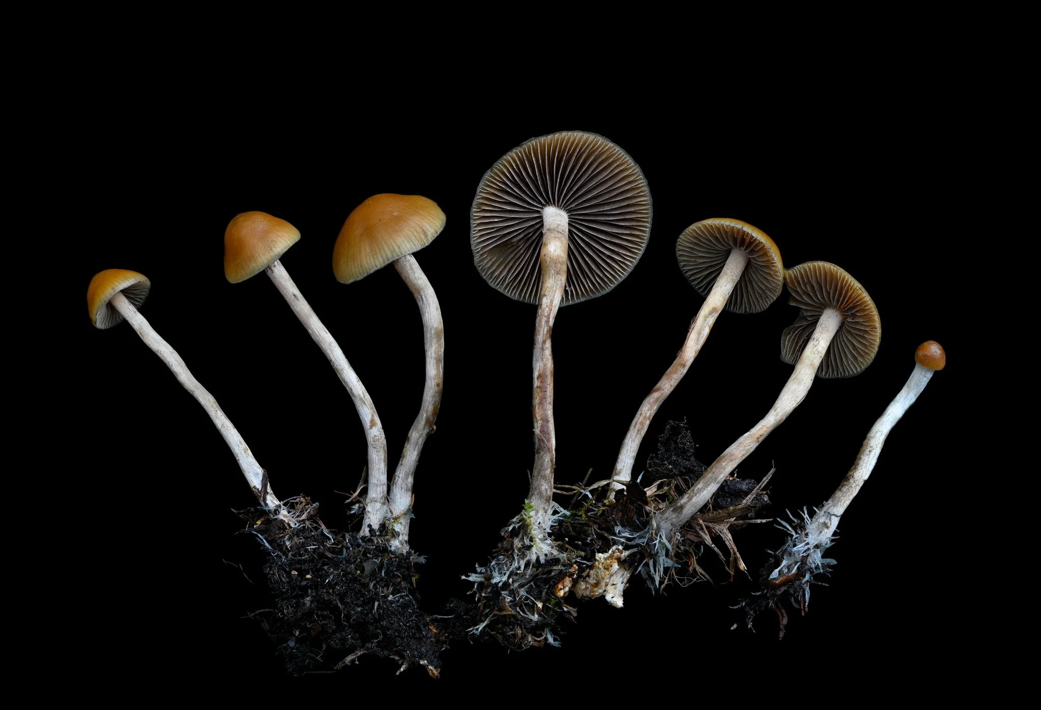 5.2 Psilocybe aztecorum.jpg