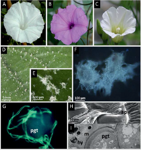 IPOMOEA CORYMBOSA.png