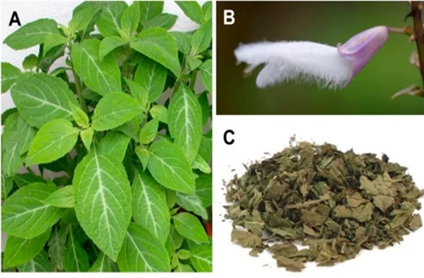 Leaves of Ska Pastora.png