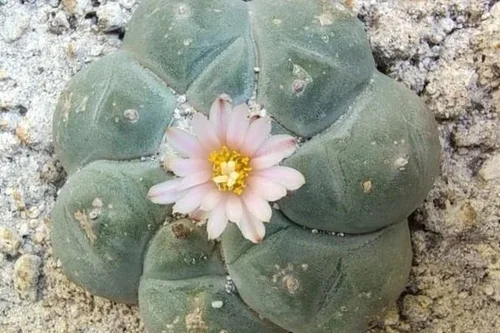 Paoti Peyote — Sacred Plants and Fungi of the Americas