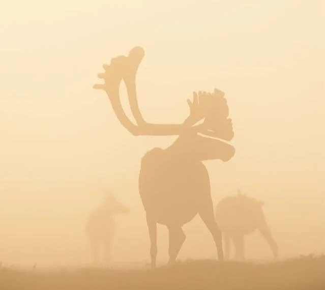 Nahho new logo cropped.JPG