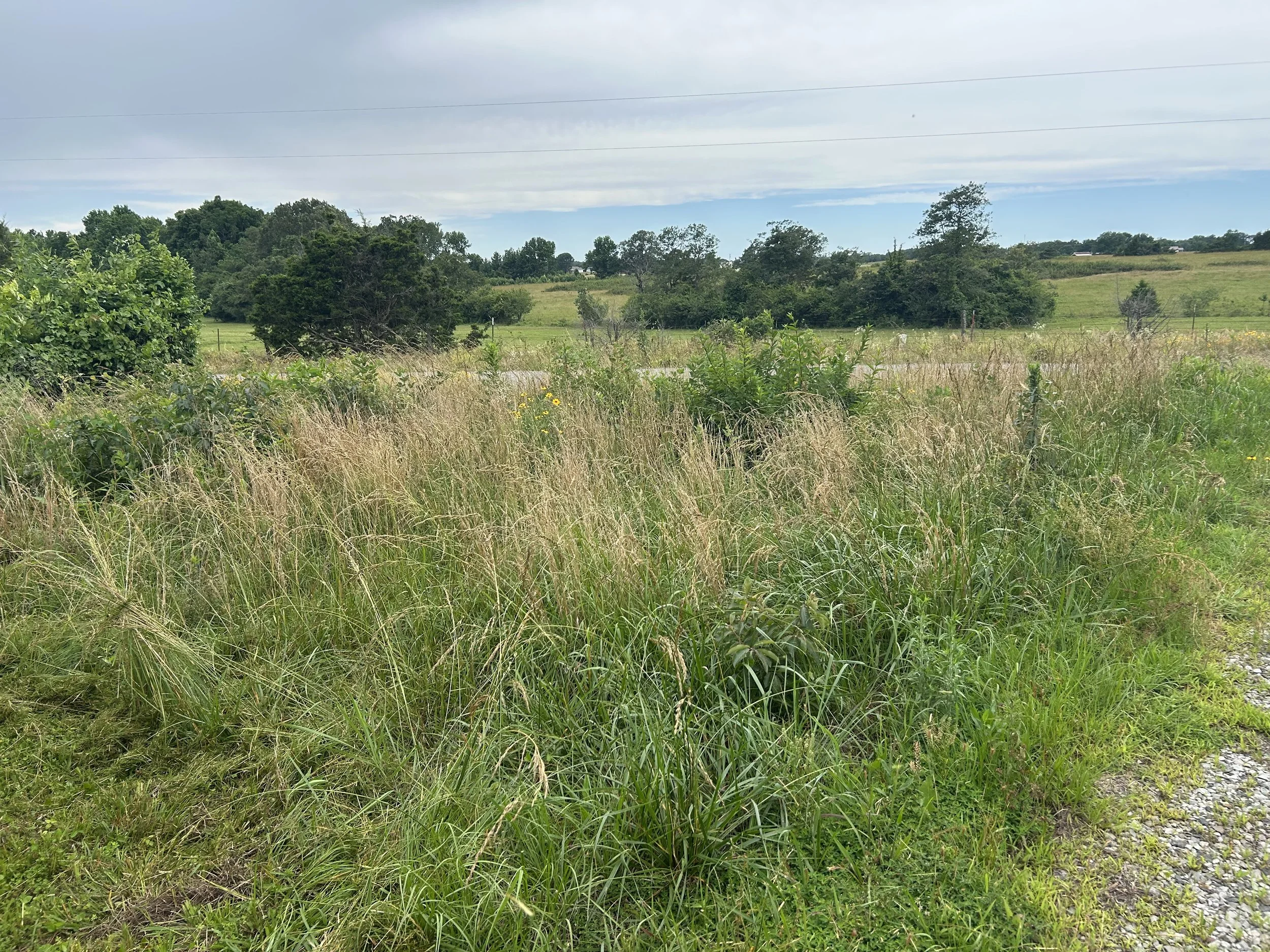 Yard Maintenance Before