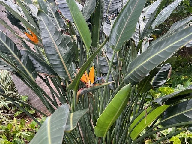 Birds of Paradise.jpg