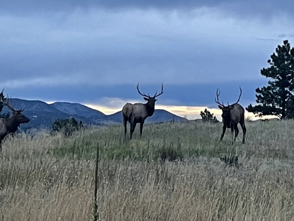 F0553602-A9BB-488C-8772-54F0D5B5A207_1_105_c.jpeg