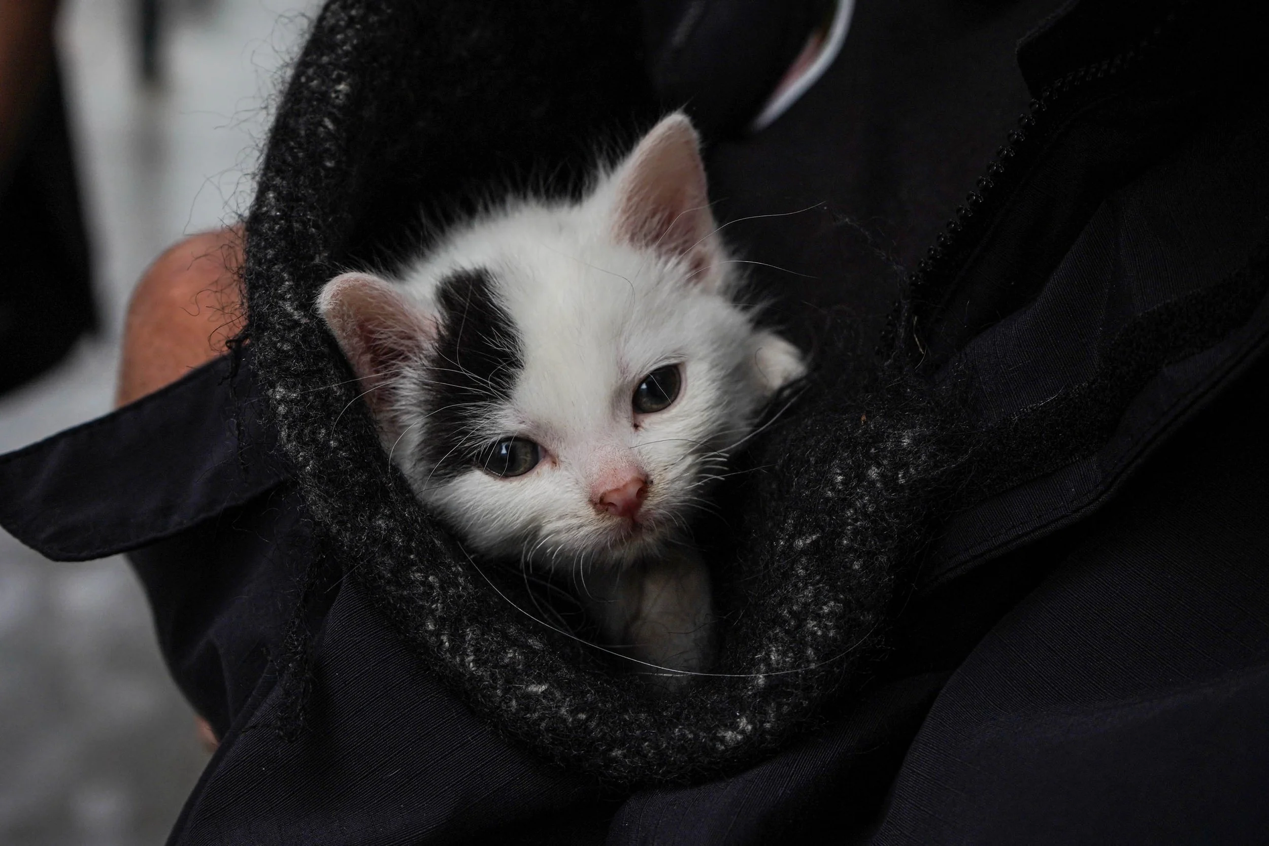 protest-kitty.jpg