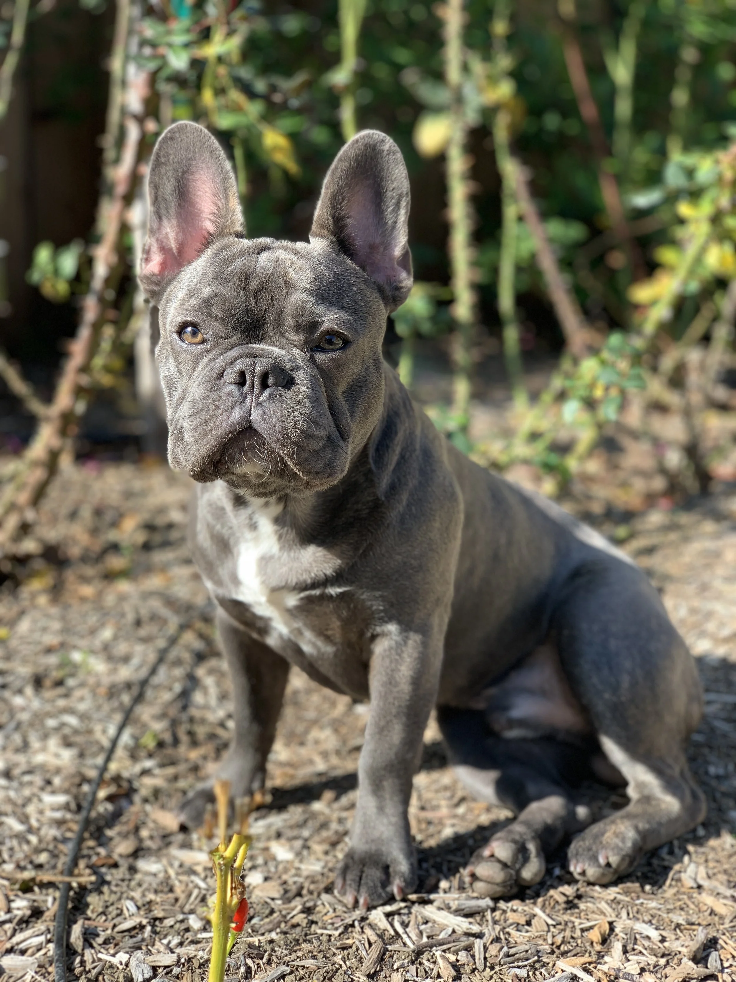 Oh Hi There, Rocco