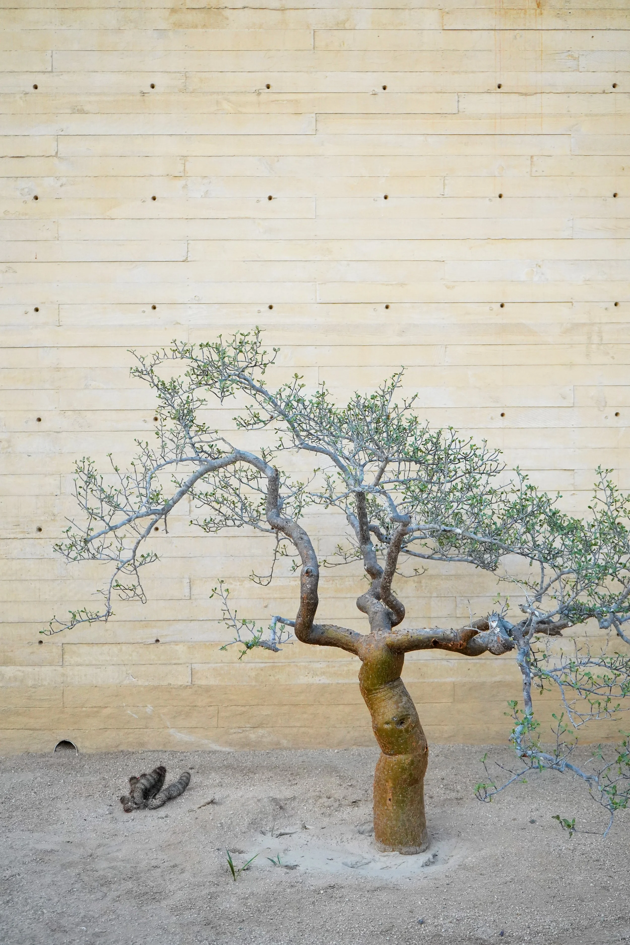 Small decorative tree with twisted branches planted in a sandy ground against a yellow brick wall.