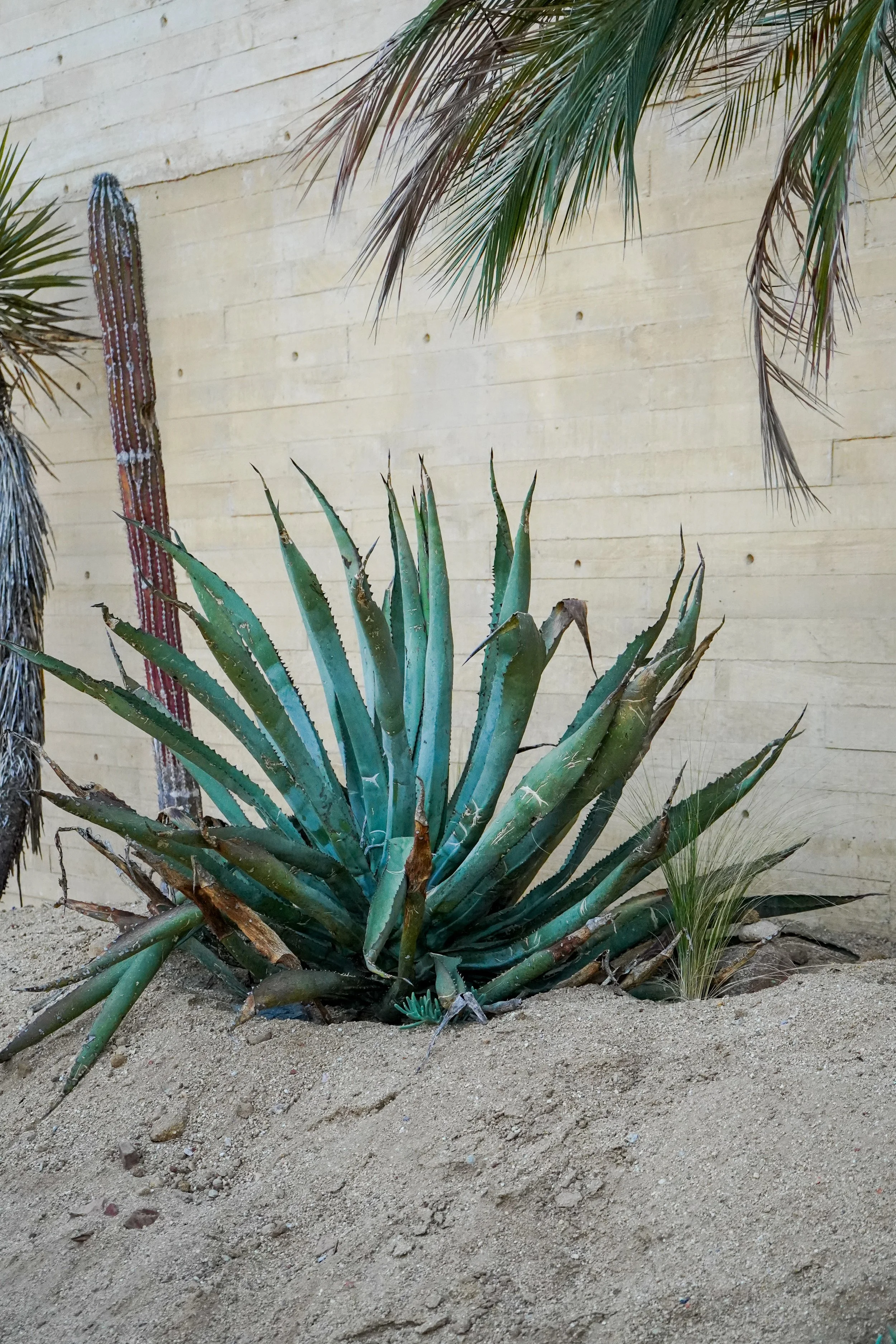 Desert scene with a large agave plant, a cactus, and some palm leaves in front of a beige wall