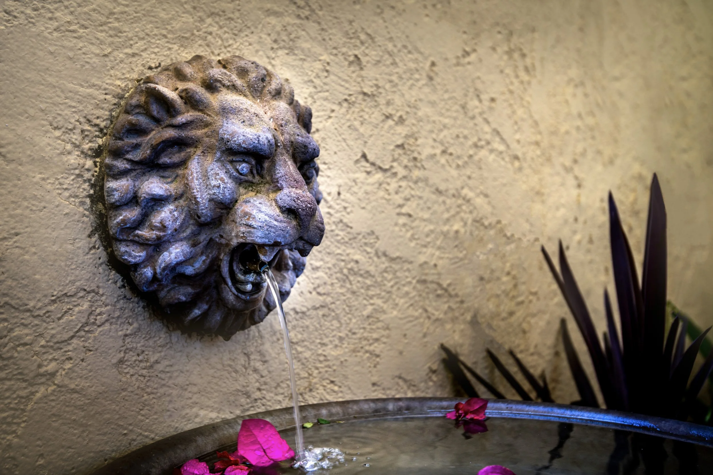 A wall-mounted lion head water fountain with water flowing from its mouth, decorated with pink petals, next to dark green plants.