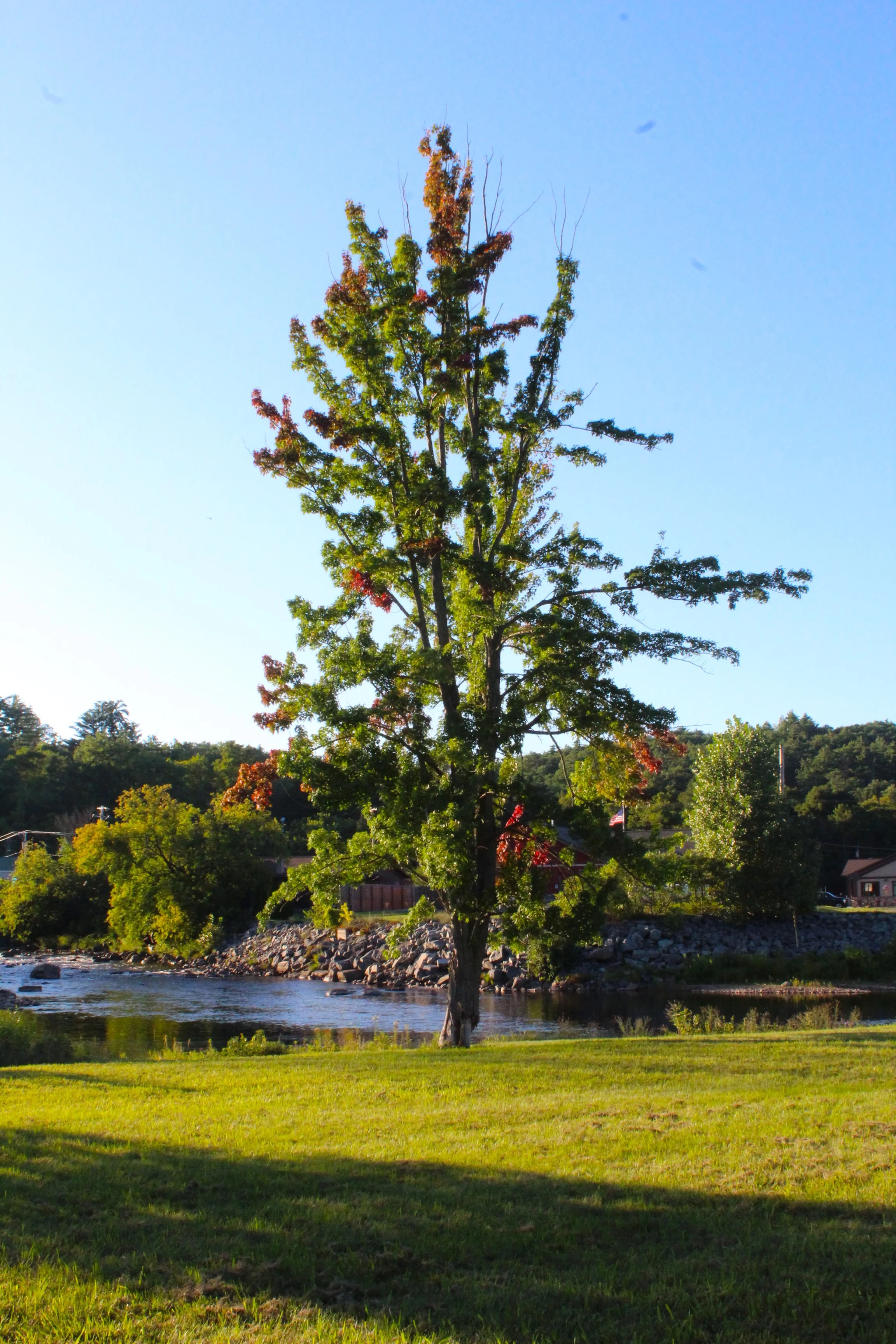 tree.JPG