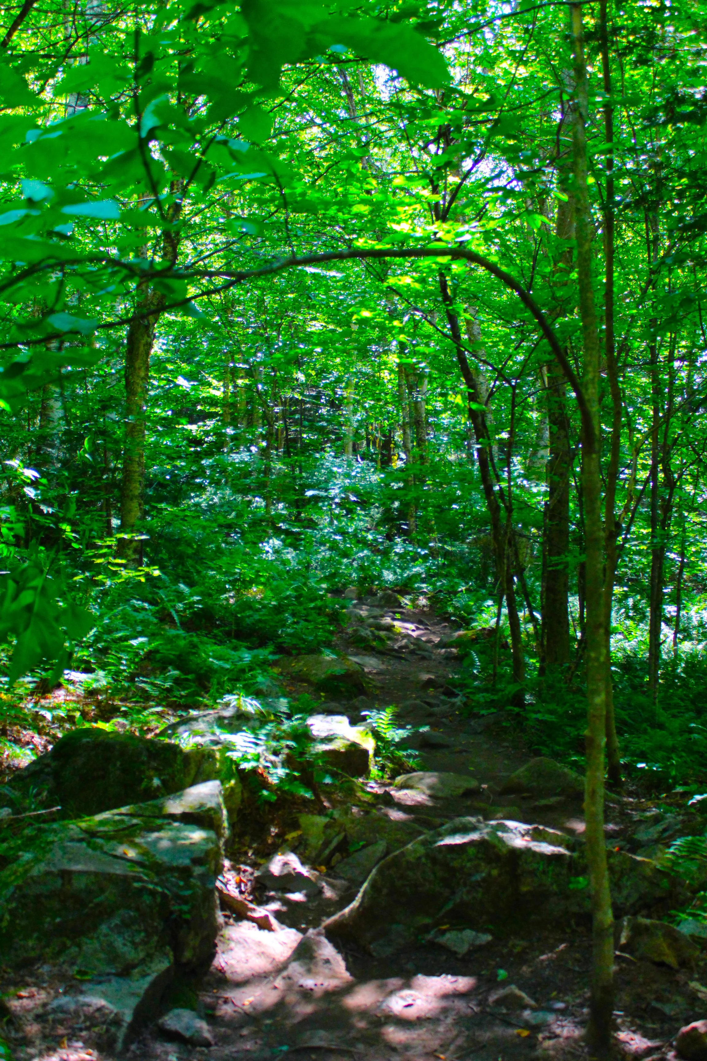 woods 1.JPG
