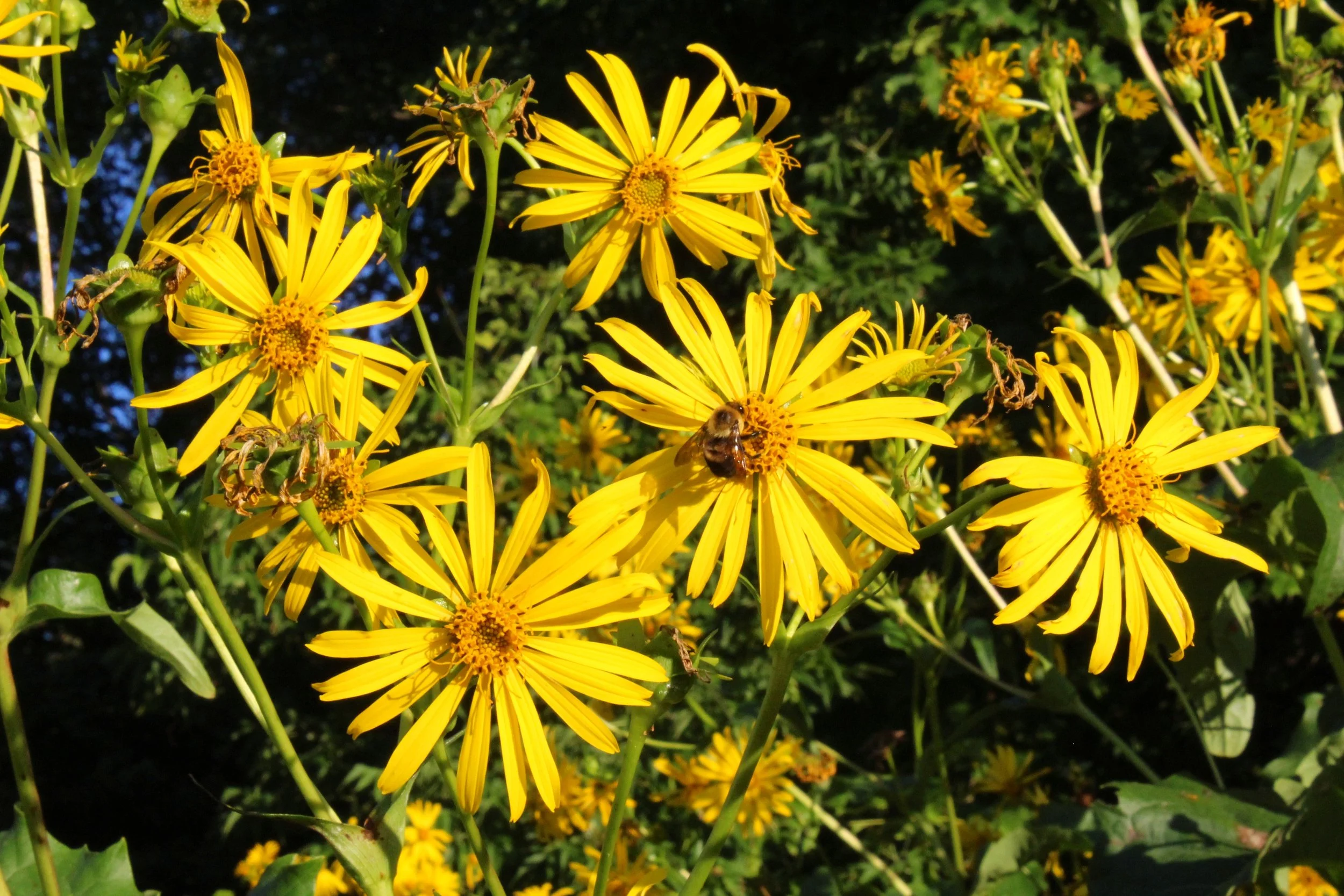 wildflower 2.JPG
