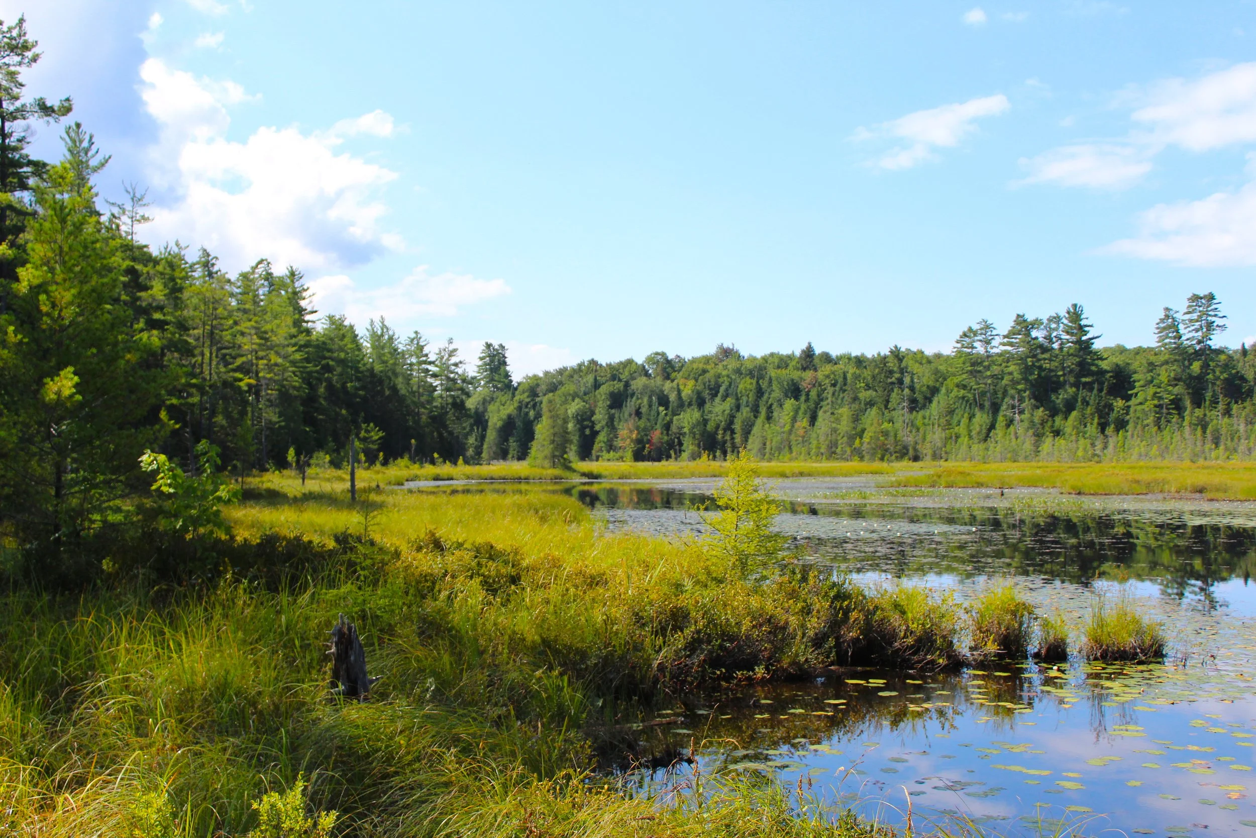 marsh 2.JPG