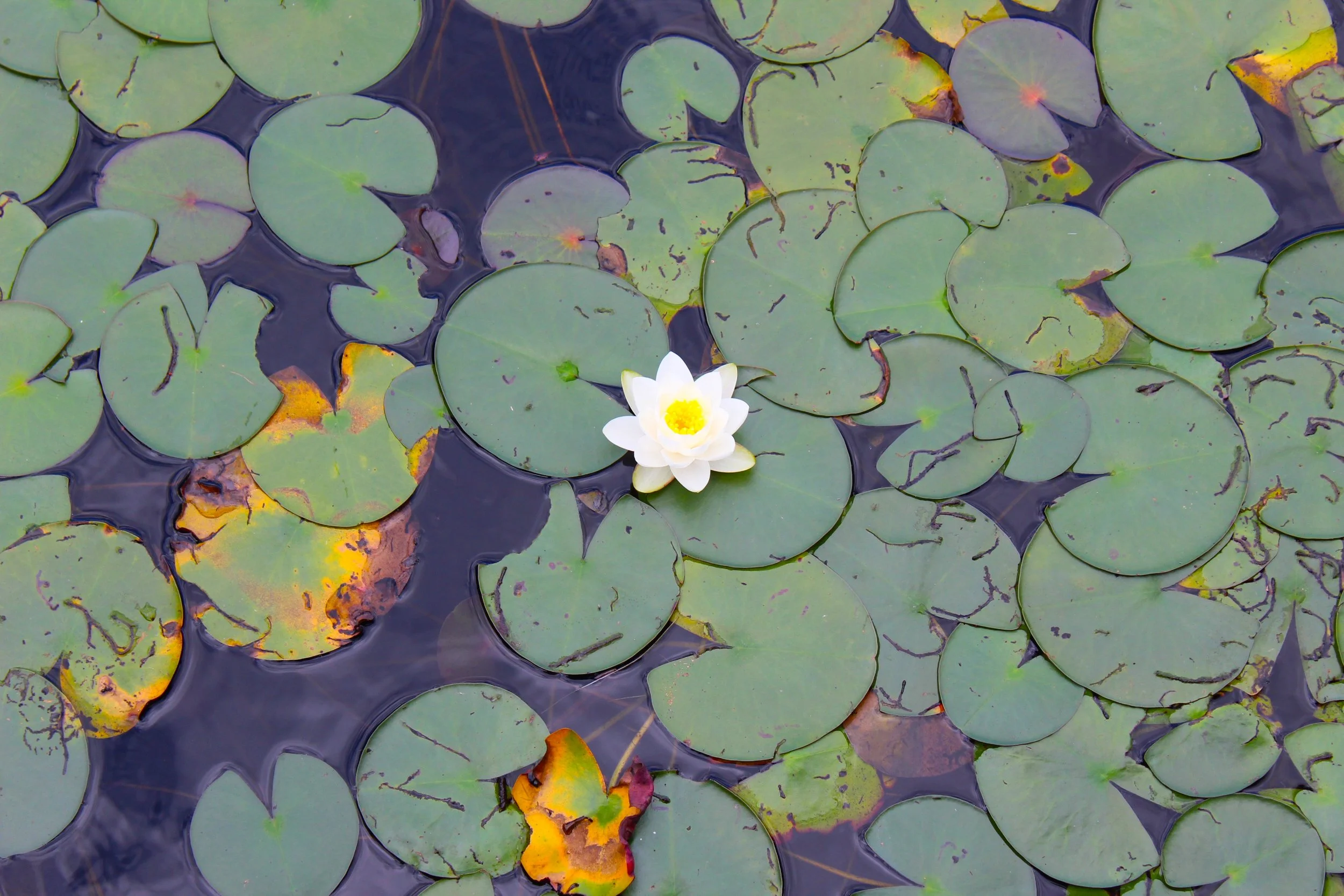 lotus 2.JPG
