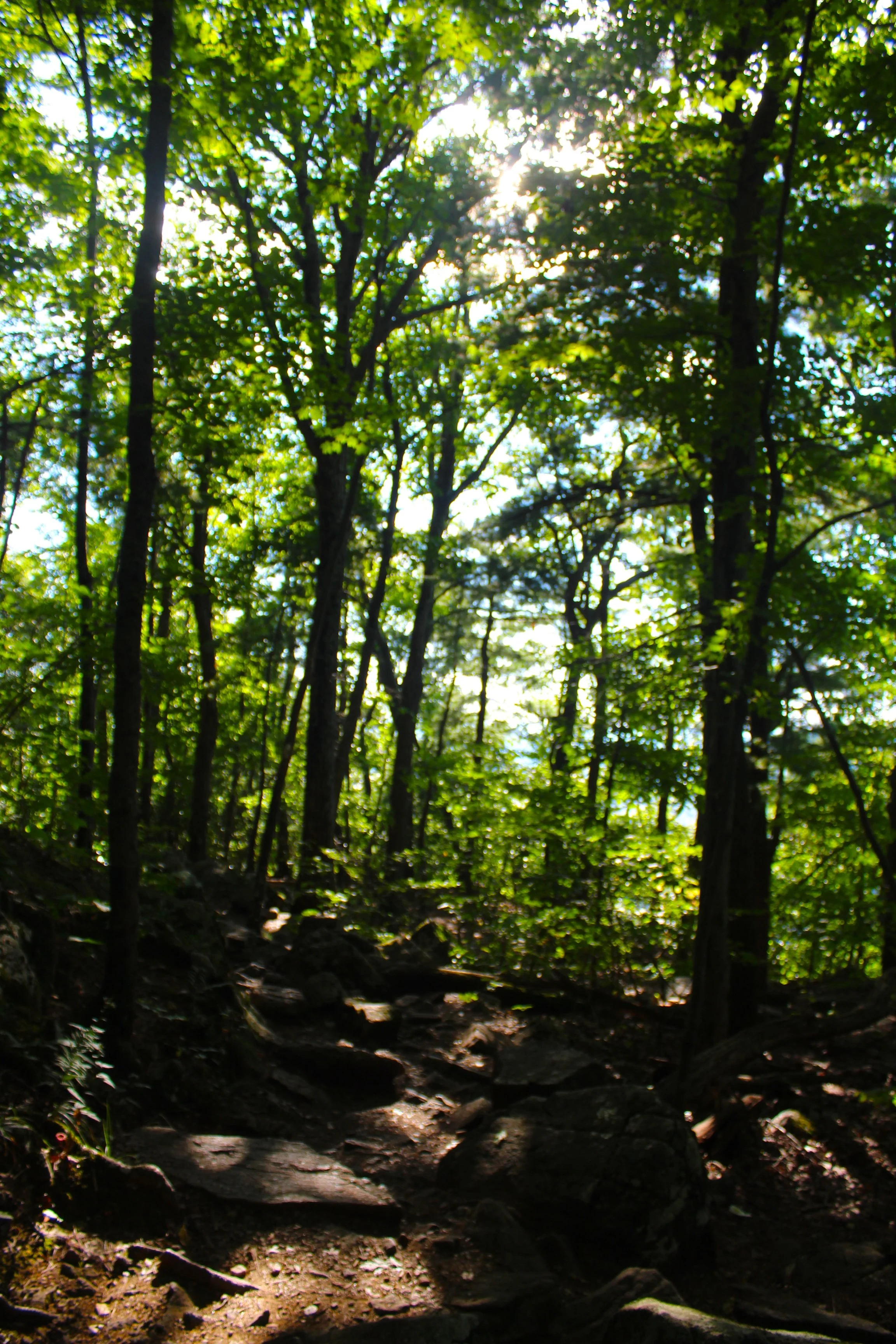 woods2.JPG