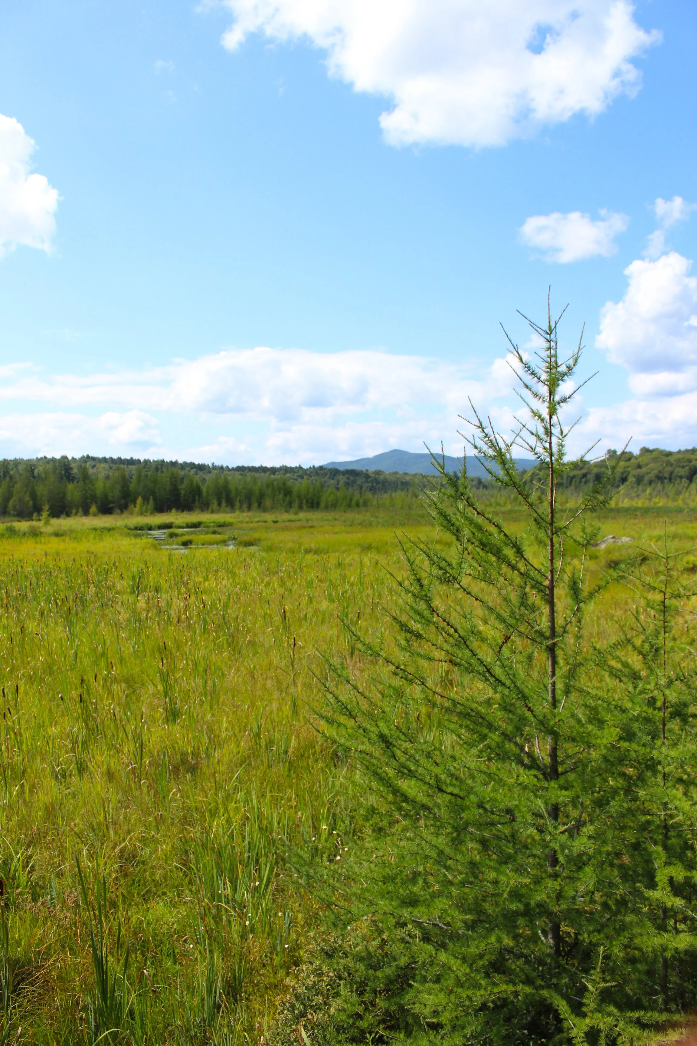 marsh 1.JPG
