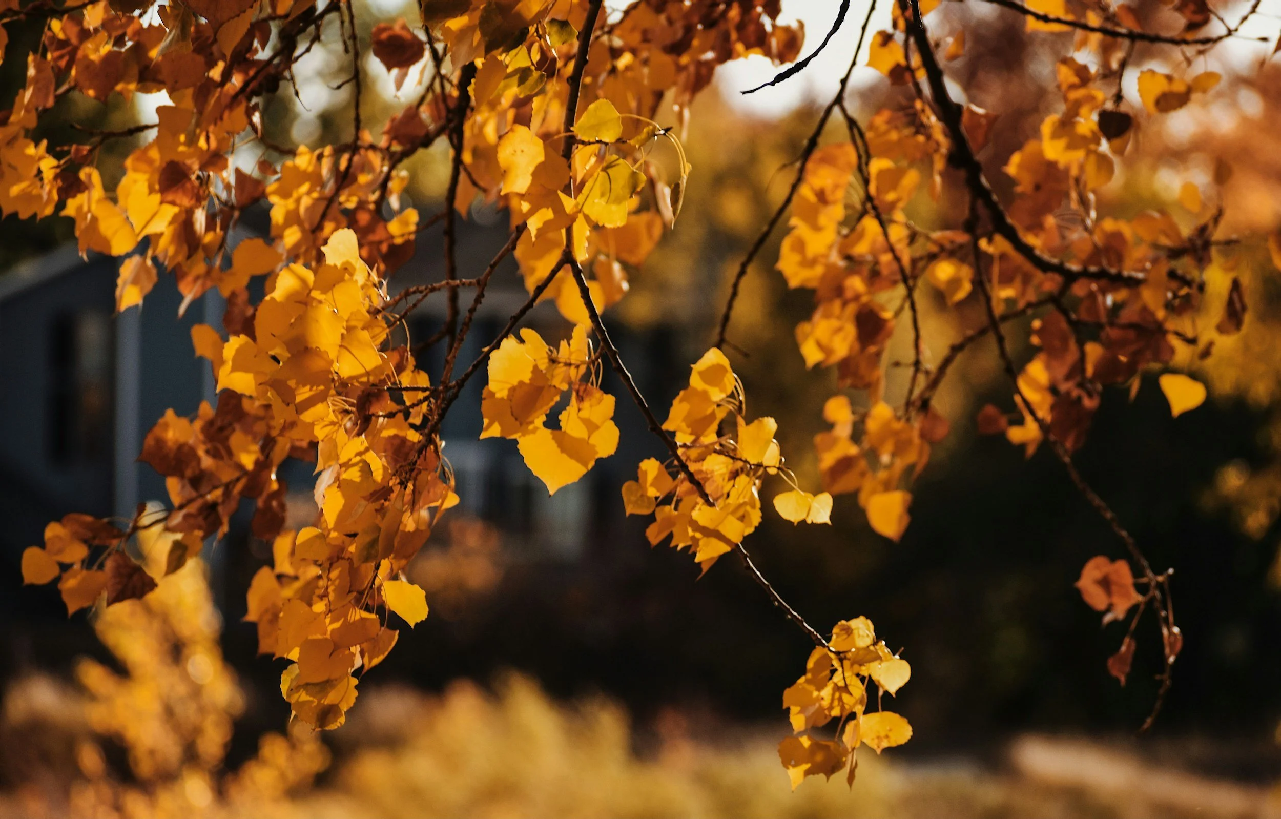 Close-up of tree branches with yellow autumn leaves, illuminated by sunlight, with a blurred house and yard in the background.