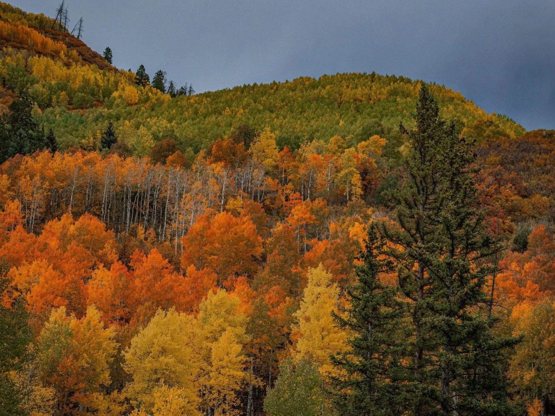 View of a mountain slope covered with colorful autumn trees in shades of orange, yellow, and green, with a dark cloudy sky above.